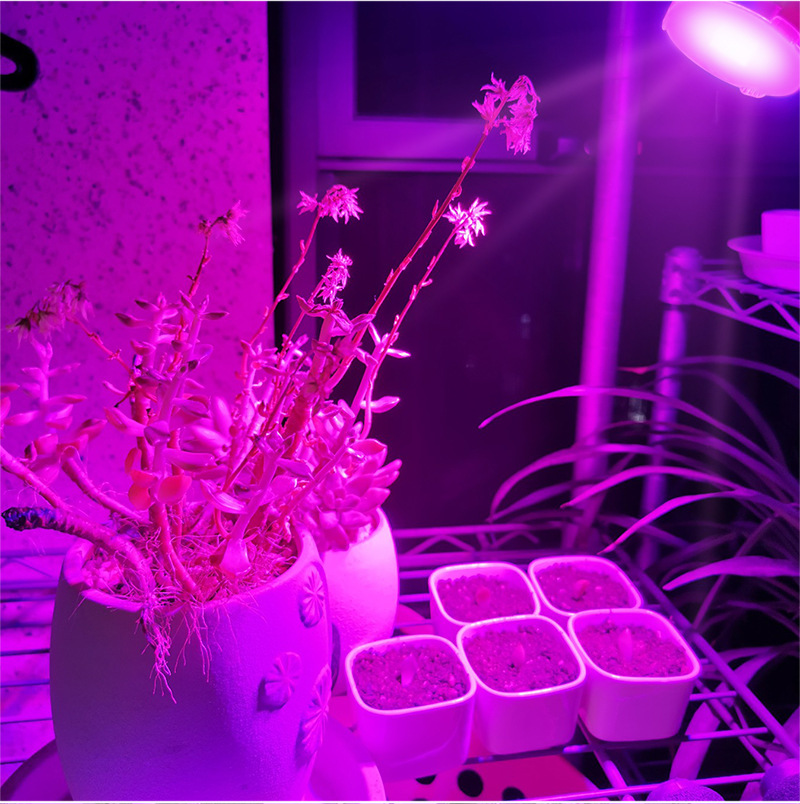 10pcs LED Grow COB Chip Phyto Lamp Full Spectrum AC220V 20W 30W 50W For Indoor Plant Seedling Grow and Flower Growth Lighting